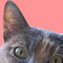 Sashie